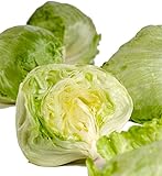 Obst & Gemüse Bio Salat Iceberg / Eissalat (1 x 1 Stk)