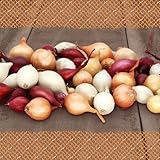 FLORTUS – Wintersteckzwiebel Disco-Mix 250 g zertifiziertes Pflanzgut – Zwiebelgröße 8 - 21 mm, für den Anbau von gelben, weißen und roten aromatischen Zwiebeln – Ideal für Garten & Hochbeet