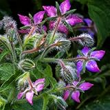 borretsch garten kräutersamen balkonpflanzen winterhart zimmerpflanzen kräutergarten topf winterharte kübelpflanzen küchenkräuter 400samen