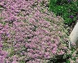 Thymus x citriodorus 'Lammefjord' 9x9 cm Topf – Winterhart, Mehrjährig, Pflegeleicht – Zitronenthymian – Küchenkraut für Topf & Kräuterbeet