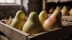 Birnen bleiben im Februar gesund