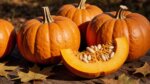 Kürbis nährstoffreiches Herbstgemüse